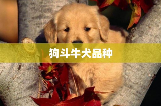 狗斗牛犬品种